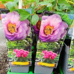 Pivónia drevitá (Paeonia suffruticosa) ‘LING HUA ZHAN LU’ - výška 20-30 cm, kont. C2L
